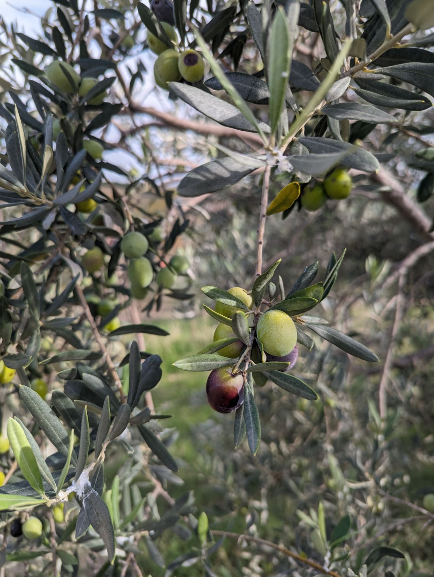 a photo of olive trees in Greece with beautiful ripe olives.
